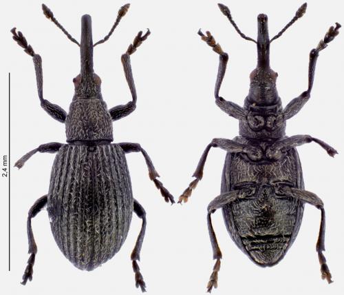 Réf. 276 505 : Ischnopterapion loti